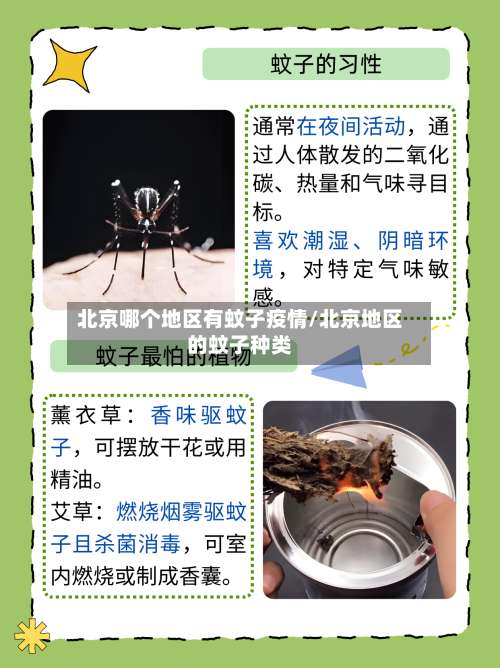 北京哪个地区有蚊子疫情/北京地区的蚊子种类-第1张图片